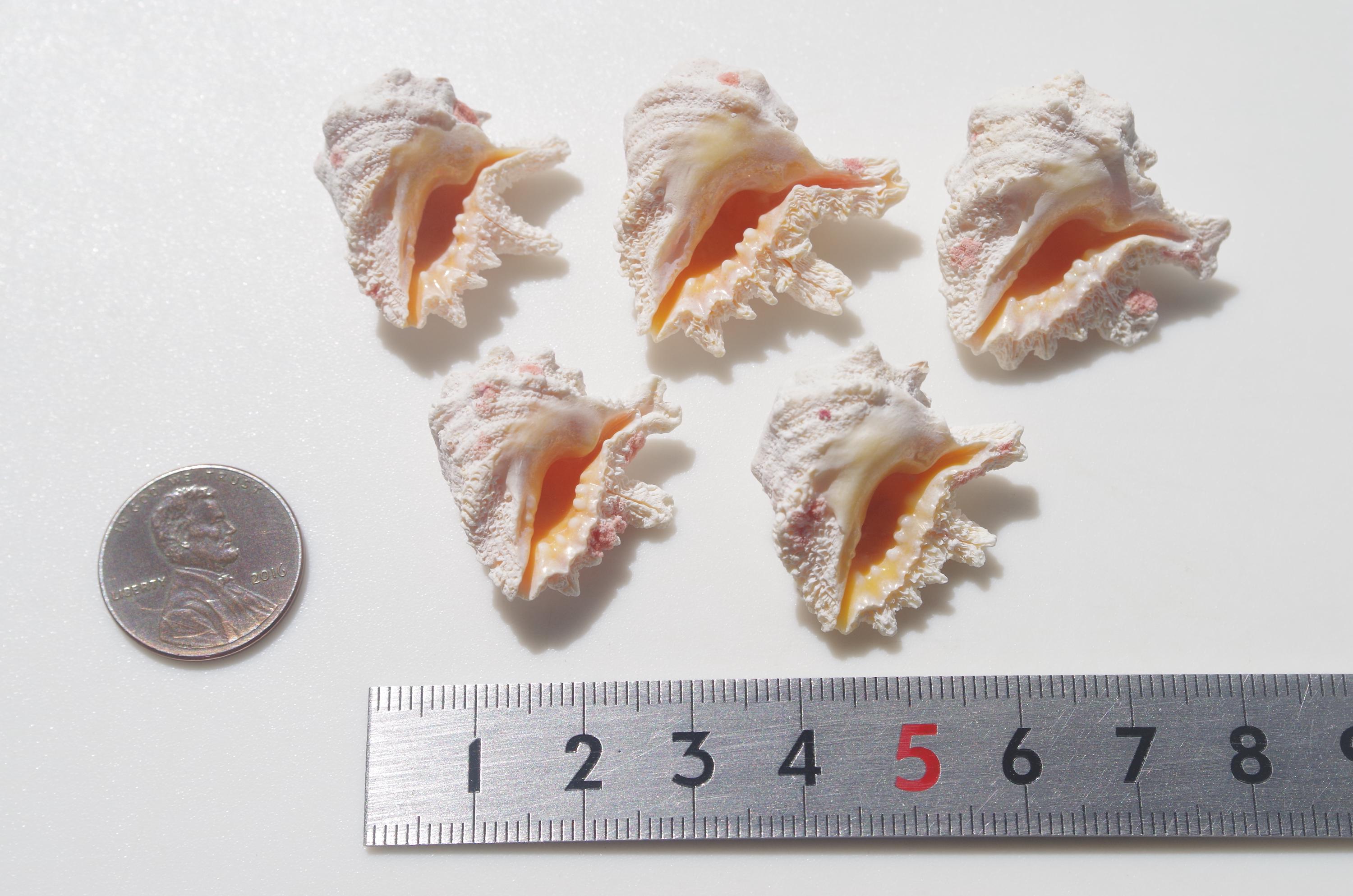RARE Japanese Shell / Sea Shells / 100% Natural & Genuine / for ...