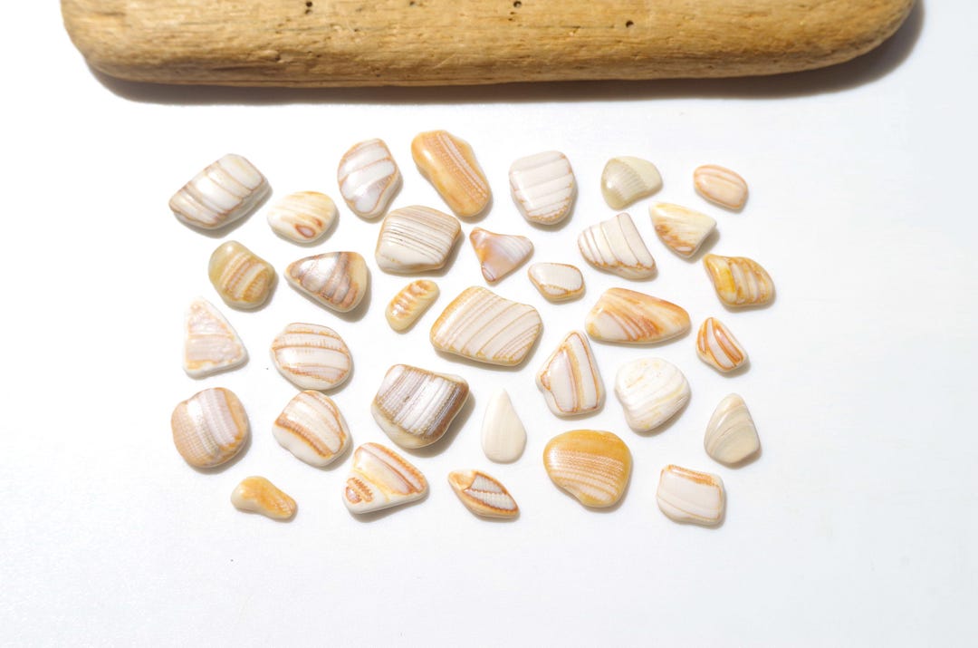 Shell Flakes Surf-tumbled Shell / Natural Shell Flakes / Japanese Sea Shells / 100% ...