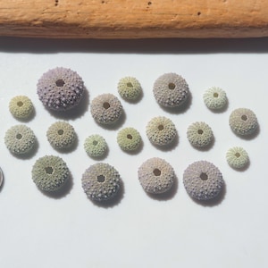 May include: A collection of eighteen small, round sea urchin tests in shades of pale green, lavender, and grey, each featuring a central hole. A copper-colored United States penny is positioned to the left for scale, and a piece of driftwood is above.