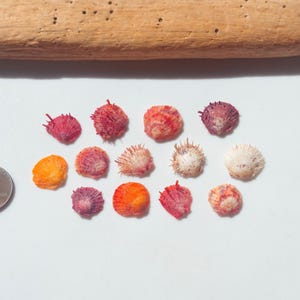 May include: A collection of thirteen small, spiny scallop shells in shades of pink, orange, red, and white, arranged in a cluster next to a United States penny for scale, with a piece of driftwood positioned above the shells.
