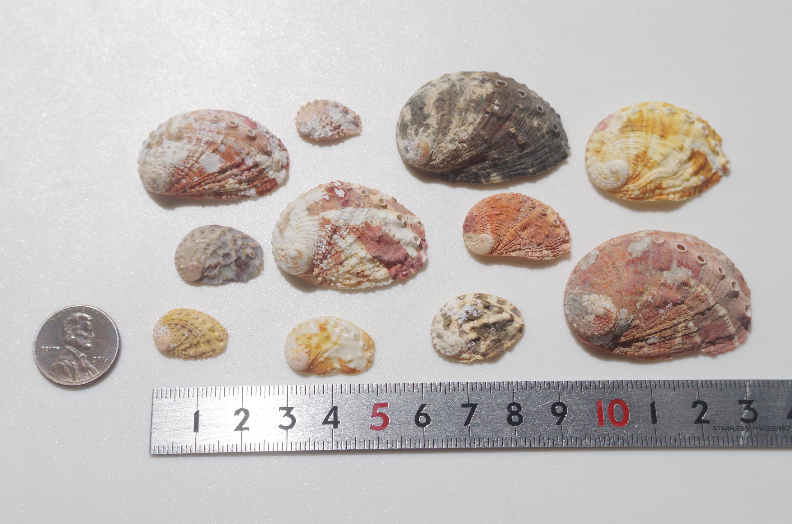 Japanese Abalone Shell / Sea Shells / 100% Natural & Genuine / for ...