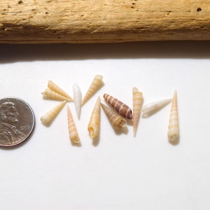 May include: A collection of small, conical auger seashells in shades of cream, tan, and brown, arranged next to a United States penny for scale. The shells are elongated and spiral-shaped, displaying natural textures and varied colour patterns.