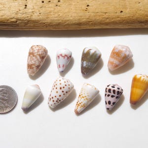 Puede incluir: Una colección de nueve pequeñas conchas cónicas con diversos patrones y colores, incluyendo manchas o rayas marrones, blancas, naranjas y negras, dispuestas junto a una moneda de un centavo estadounidense para mostrar su tamaño relativo.