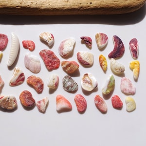 May include: A collection of small, polished seashells in various shapes and sizes, featuring a palette of red, pink, white, yellow, and brown hues. The shells are arranged in a rectangular grid pattern on a plain white surface.