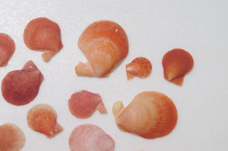 Orange Ribbed Shells RARE Red Color / Japanese Sea Shells / Japanese Pecten / 100% Genuine # ...