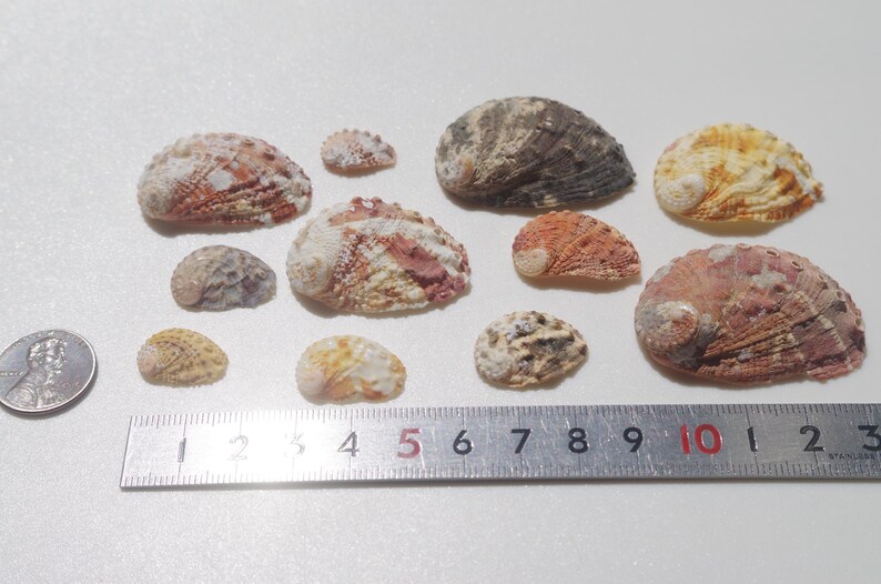 Shell Ember Comparison Japanese Abalone Shell / Sea Shells / 100% Natural & Genuine / for ...