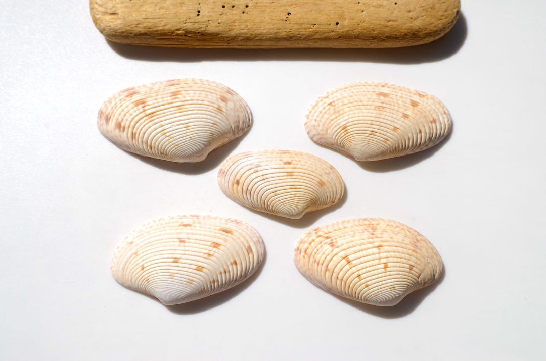 SUPER RARE / Japanese Sea Shells / Japanese Scallop / Pecten / 100 ...