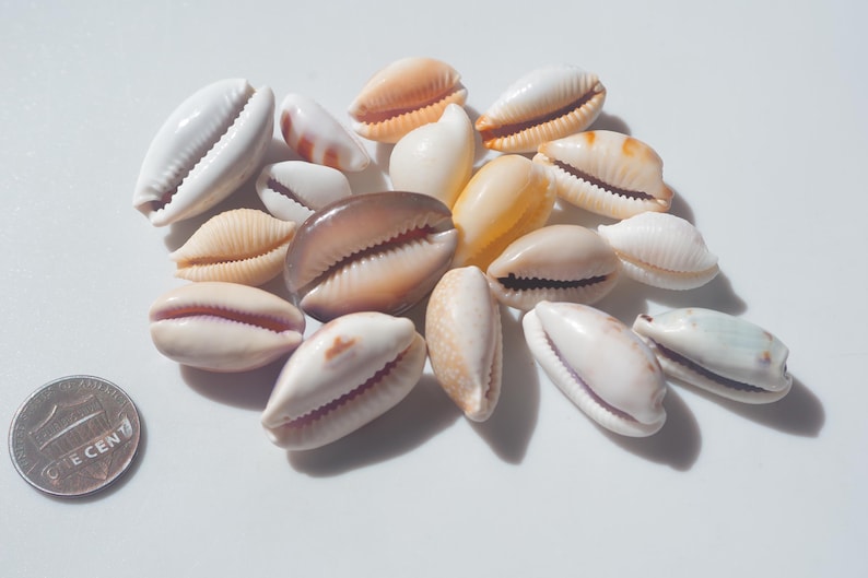 Various Cowrie / Japanese Cowry / Sea Shells / 100% Natural & Genuine ...