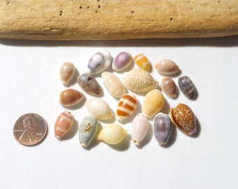 Various Cowrie / Japanese Cowry / Sea shells / 100% Natural & Genuine / For Collections, Specimens #I-39