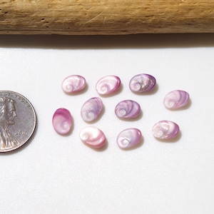 May include: A collection of ten small, oval-shaped seashells in shades of pink and purple, with a spiral pattern. A US penny is placed next to the shells for size comparison. A piece of driftwood is in the background.
