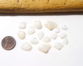 Coquillages Naturels Barnacles Du Japon - Lot Pour Artisanat, Décoration, Occasion
