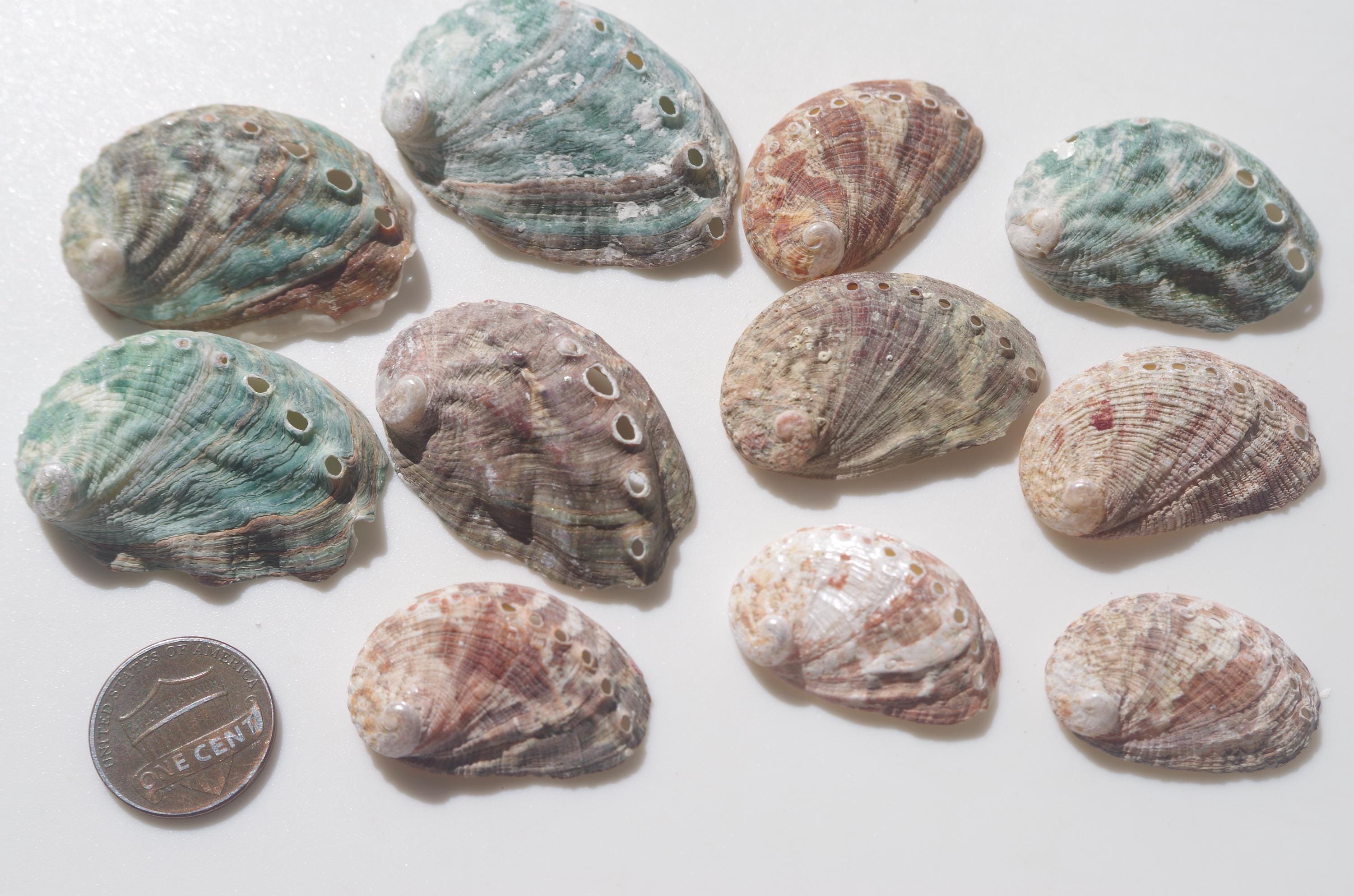 Japanese Abalone Shell / Sea Shells / 100% Natural & Genuine / for ...