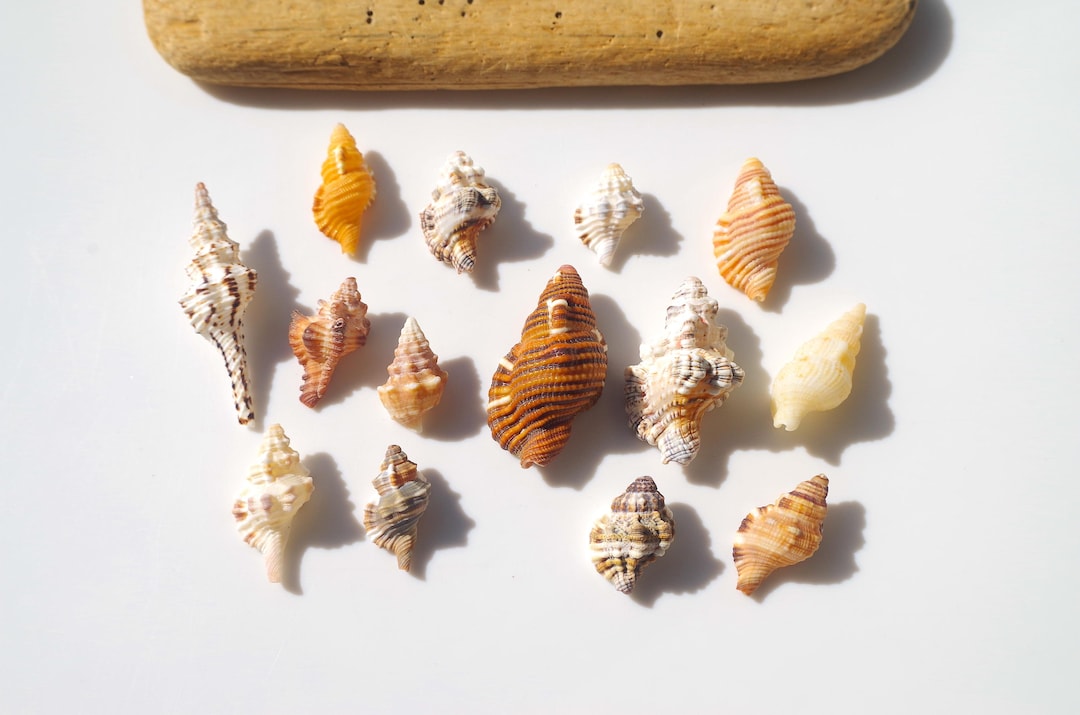 Various Sea Snail / Japanese Spiral Shell / Sea Shells / 100% Natural ...
