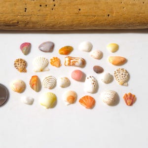 May include: A selection of seashells in white, orange, pink, and brown hues, with a penny for scale. A piece of driftwood is at the top. The shells are diverse in form and texture, evoking a natural, coastal aesthetic.