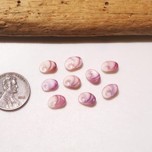Tiny Conch shell's lid / Astralium haema / Japanese Sea shells / 100% Natural & Genuine / For Collections, Specimens #J-2