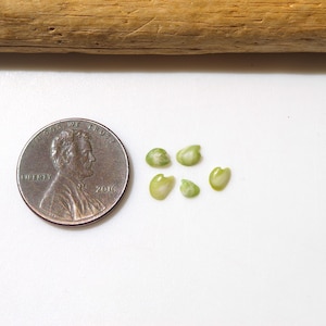 May include: Five small, pale green, kidney-shaped seeds are positioned next to a United States one-cent copper coin for scale. The seeds have a smooth, slightly translucent texture and are arranged in a loose cluster on a white surface.