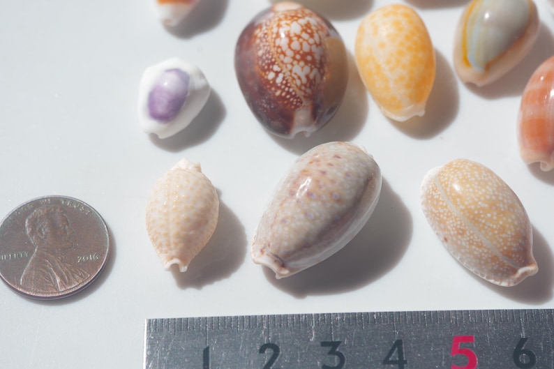 Various Cowrie / Japanese Cowry / Sea Shells / 100% Natural & Genuine ...