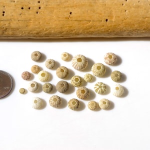 May include: A collection of small, beige sea urchin shells with circular openings, scattered on a white surface. A penny is included for size comparison. A piece of driftwood is in the background.