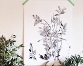 Illustrated poster - Monocot green - fraxinus profunda drawing - single copy - botanical - Illustration