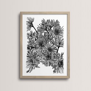 Drawn Flower Poster, A4 Illustration, Asteraceae, Flower drawn by hand and ink, floral art, monocotyledon image 2