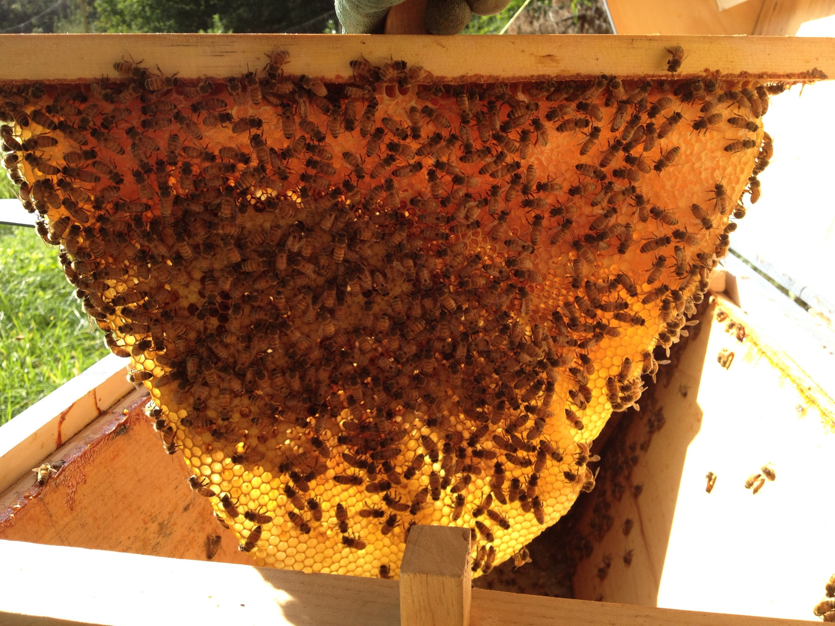 Top Bar Honey Beehive bee hive complete hive ready for bees Etsy