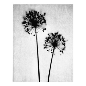 Stampa artistica di tarassaco in bianco e nero - Decorazione murale con fotografia botanica minimalista - Carta o tela - Con cornice o senza cornice