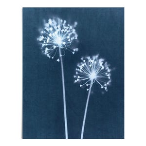 Stampa artistica cianotipica di tarassaco - Silhouette botanica in stile vintage in blu indaco - Carta o tela - Con cornice o senza cornice