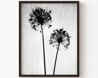 Impresión artística de diente de león en blanco y negro - Decoración de pared con fotografía botánica minimalista