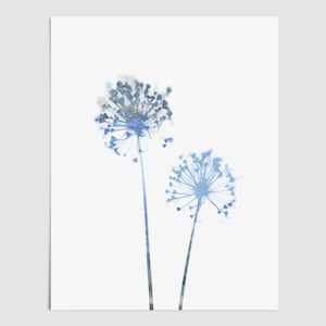 Stampa botanica minimalista con fiori di tarassaco blu - Carta o tela - Con cornice o senza cornice