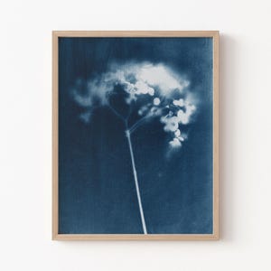 Può includere: Una stampa cianotipica incorniciata che raffigura un singolo esemplare botanico con un lungo stelo sottile e un grappolo di piccoli fiori bianchi luminosi su uno sfondo blu navy profondo e solido, all'interno di una cornice in legno chiaro.