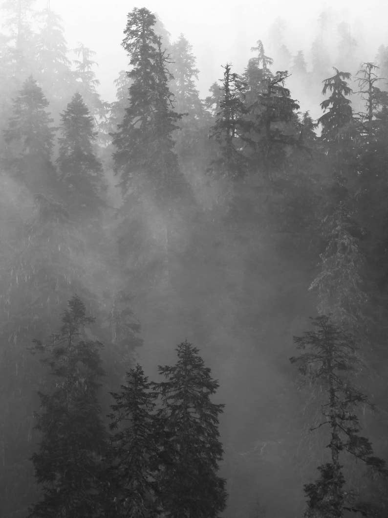 Black and White Woodland Landscape Scenery Photography Wall Art Print