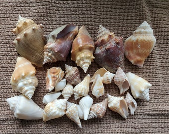 Assorted Shells Murex Two Reef Rock Specimens Sea Shell Assortment Carrier Shell Spider Conch 7 Shells Whelk Shell Collecting Cones