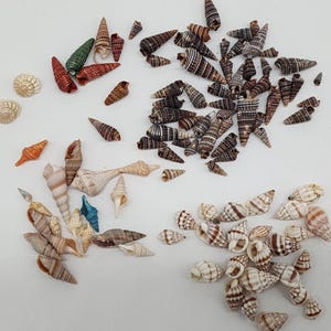 Mixed Natural & Painted Seashell Terebra Auger Banded Nassa Crafts Decor