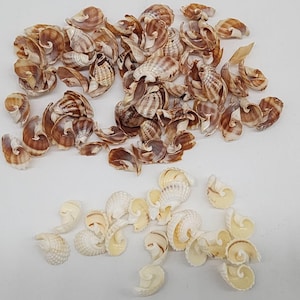 Assorted Small Spiral Seashells For Crafts & Decor Pre-cut Sliced