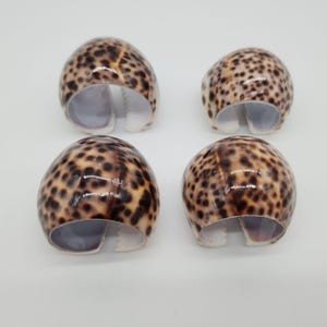 May include: Four polished, spotted seashell napkin rings. The shells have a glossy finish with a pattern of brown spots on a tan background. Each ring has a white, curved opening for a napkin.