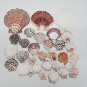Assorted Colorful Natural Sea Scallop Shells Collection For Décor & Crafts