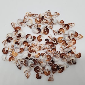Natural Spiral Shells For Crafts & Decor Sliced Cut