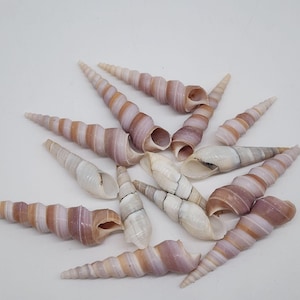 Set Of 13 Natural Spiral Turritella Sea Shells For Crafts & Decor
