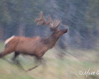 Bull Elk Running Fine Art Print — Photograph of Elk in Velvet in Snow Shower
