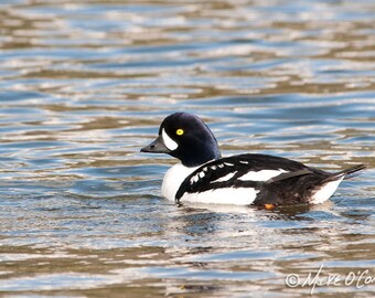 Barrow's Goldeneye Photograph — Fine Art Print of Male Goldeneye on Lake