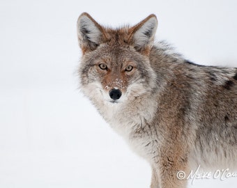 Coyote Photograph — Fine Art Print of Coyote in Winter in Yellowstone