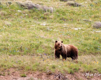 Grizzly Bear Photographic Print — Fine Art Photography from Yellowstone of Grizzly in Field of Wildflowers