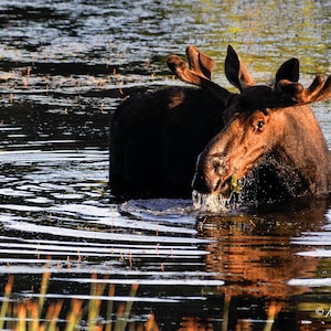 Bull Moose Photograph — Fine Art Photographic Print of Moose in Yellowstone&#39;s Floating Island Lake