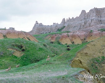 Badlands National Park Photographic Print — Mule Deer and Colors Fine Art Photography
