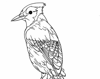 Blue Jay Coloring Page