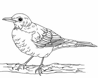 Red Robin Robin Bird Coloring Pages - We did not find results for
