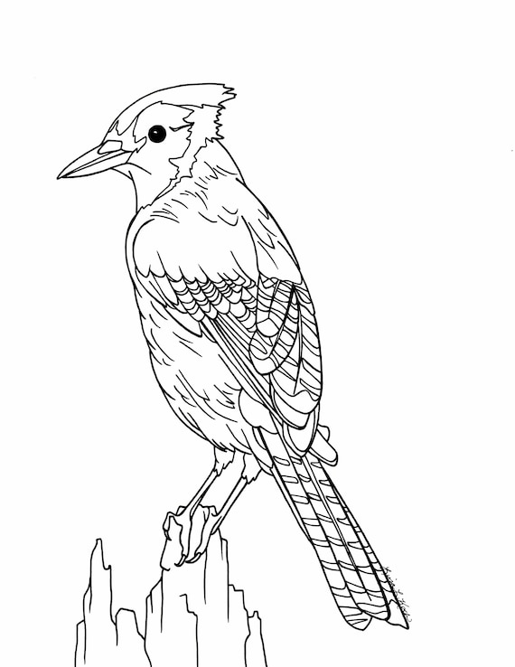 Blue Jay Coloring Page  Etsy