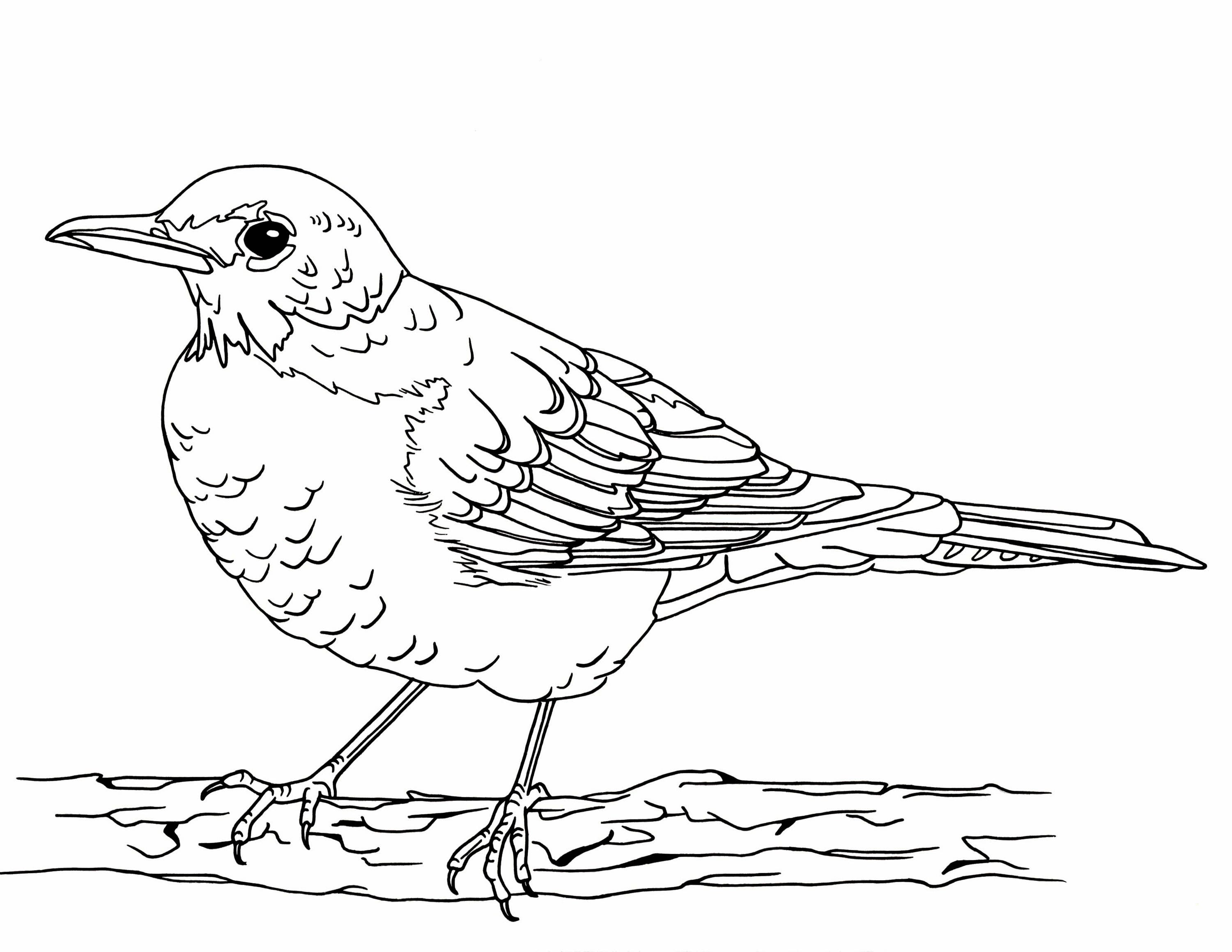 Robin Coloring Page - Etsy