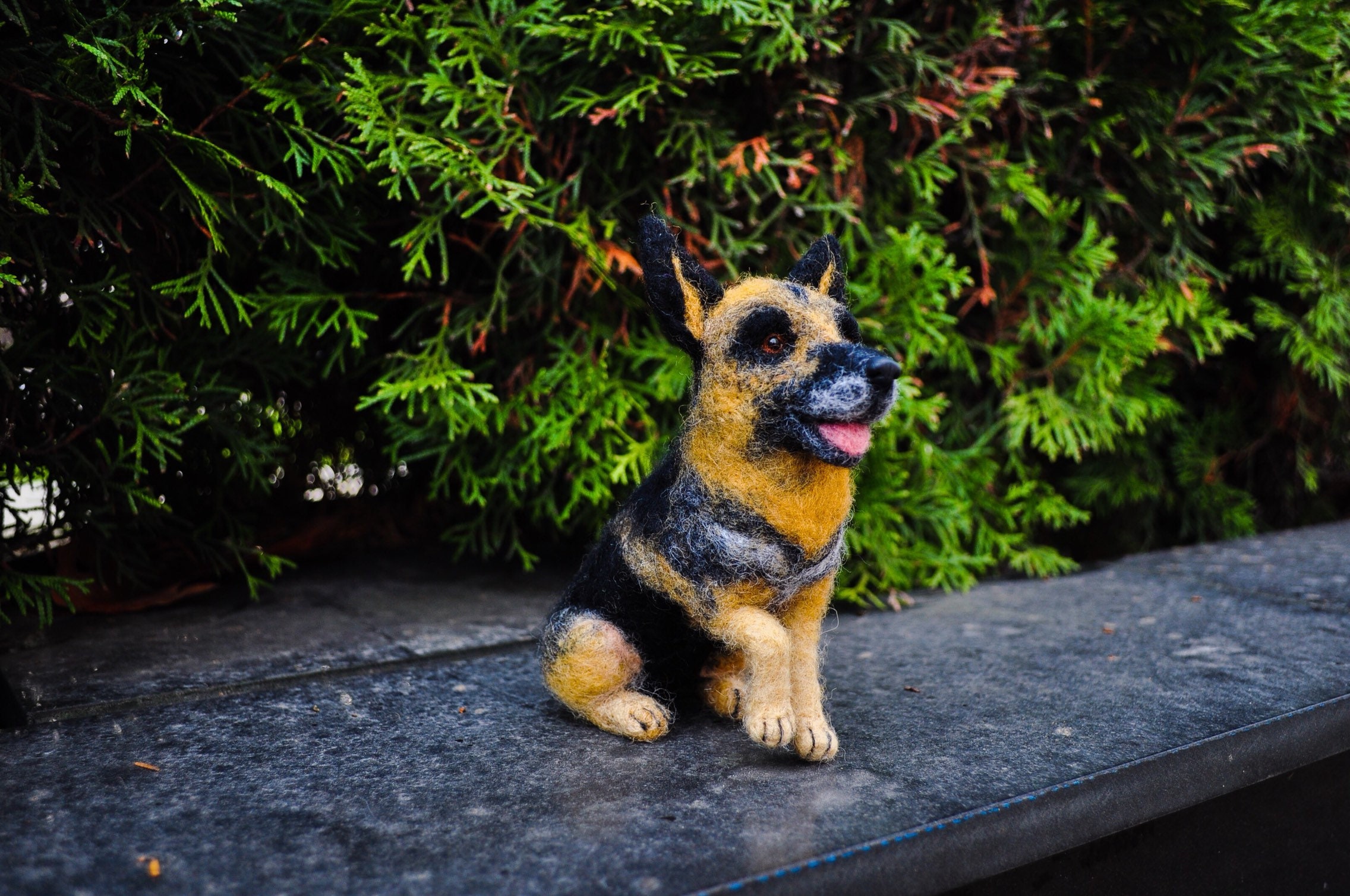 Miniature German Shepherd for sale Only 3 left at 60