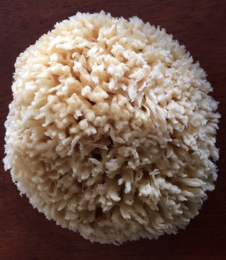 Natural Sea Sponges from Tarpon Springs Florida 56 Etsy